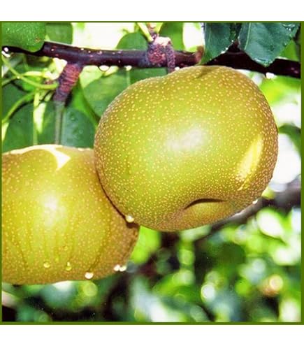 秋月 梨の苗木 約140 CM実付き akiduki.jpg